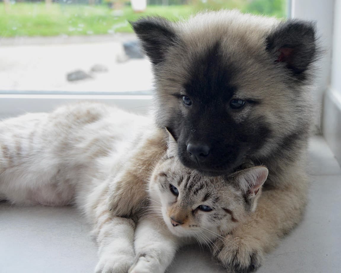 chien et chat bébé
